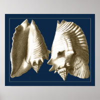 Coquillages Sepia Conch