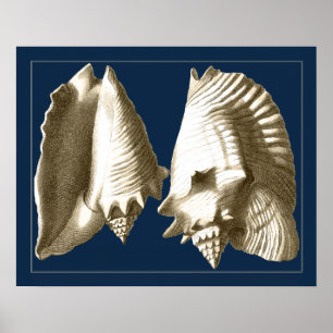 Affiches Coquillages Sepia Conch
