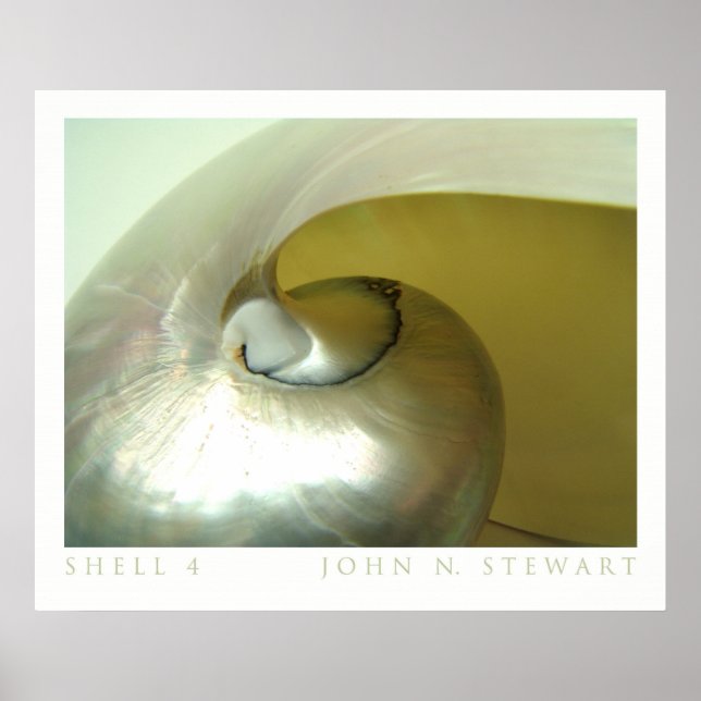 Affiches Coquille #4 (Devant)