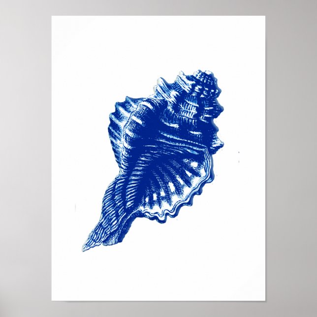 Affiches Coquille de conque, bleu d'Indigo et blanc (Devant)