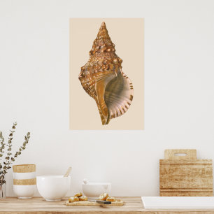 Affiches Coquille de coquillages de Triton vintage, animal 
