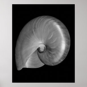 Affiches Coquille de nautile noir et blanc