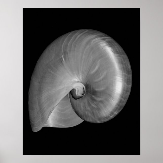Affiches Coquille de nautile noir et blanc (Devant)