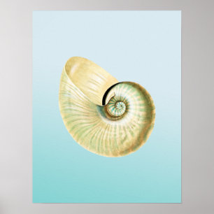 Affiches Coquille de Nautilus