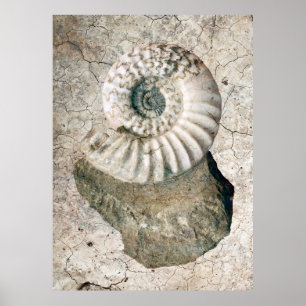AFFICHES COQUILLE DE NAUTILUS SPIRALE