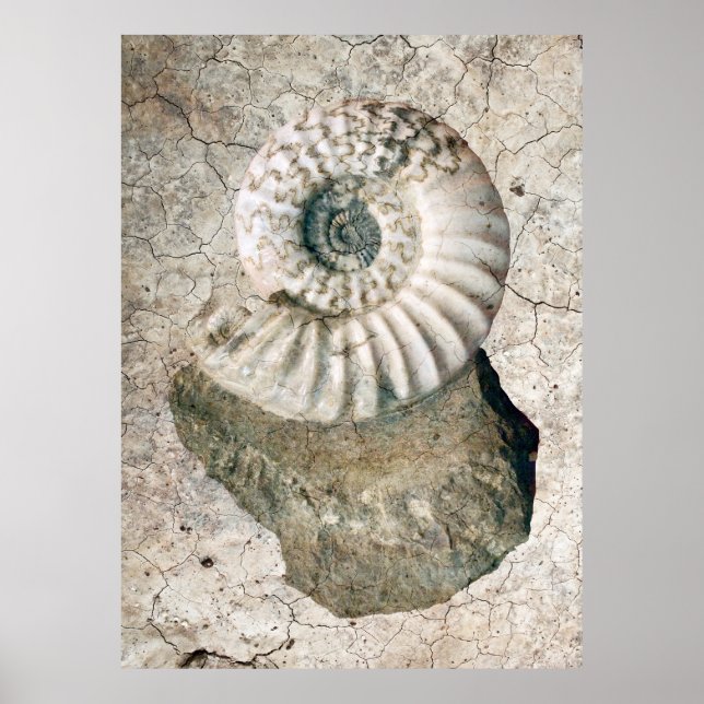 AFFICHES COQUILLE DE NAUTILUS SPIRALE (Devant)