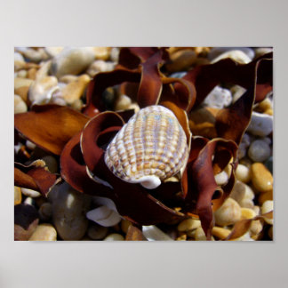 Affiches Coquille Sur Un Lit D'Algues
