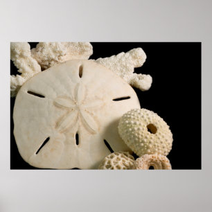 Affiches Coquilles blanches et dollar de sable