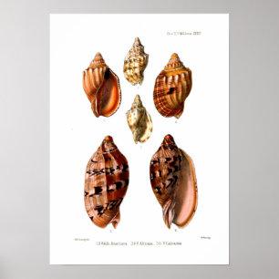 Affiches Coquilles de Voluta