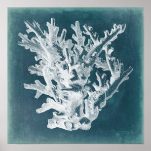 Affiches Corail azuré I