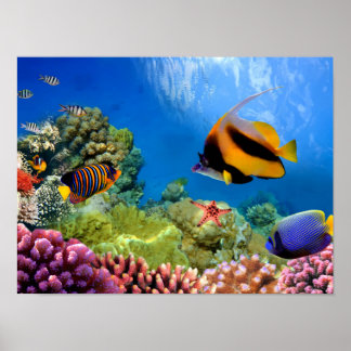 Affiches Corail coloré et poissons tropicaux