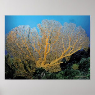 Affiches Corail de Gorgonian