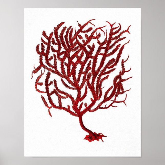 Affiches Corail de la mer Rouge chaud n° 11 Beach Wall Art  (Devant)