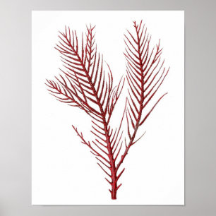 Affiches Corail de la mer Rouge chaud no.10 Beach Wall Art