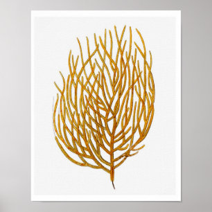 Affiches Corail marin n° 9 Antique Histoire naturelle Impri