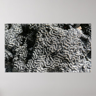 Affiches Corail noir et blanc I Abstrait Nature Photo