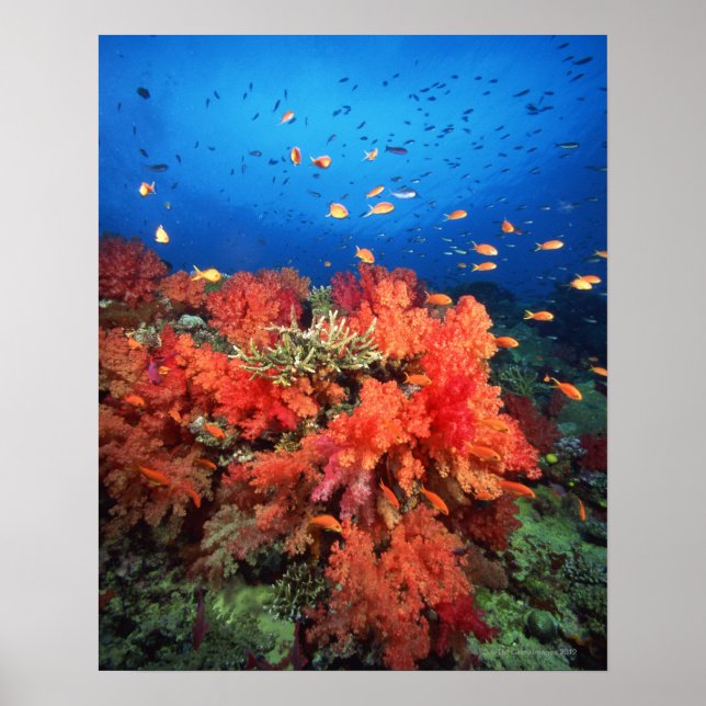 Affiches Coral and fish (Devant)