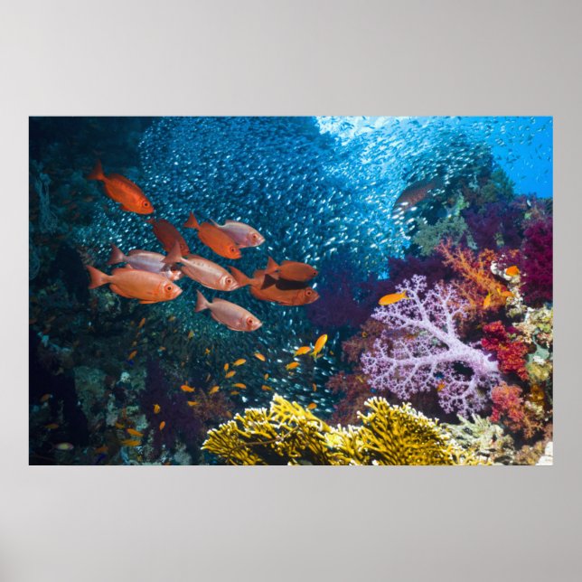 Affiches Coral Reef | Bigeye or Goggle-Eye (Devant)