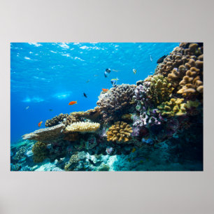 Affiches Coral reef underwater