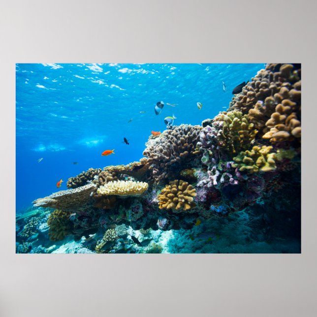 Affiches Coral reef underwater (Devant)