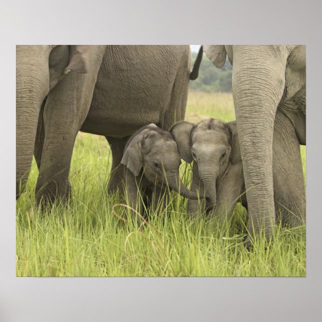 Affiches Corbett National Park, Uttaranchal, Inde. (Devant)