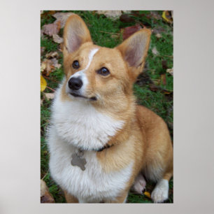 Affiches Corgi beau