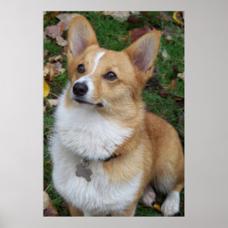 Affiches Corgi beau