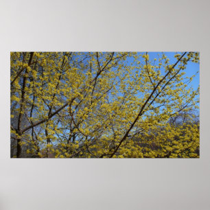 Affiches Cornelian Cherry