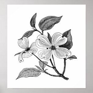 Affiches Cornouiller fleurissant