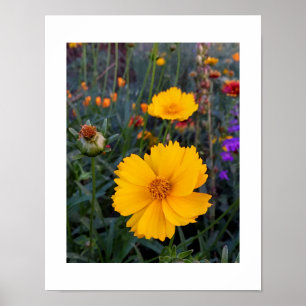 Affiches Cosmos Orange Au Premier Plan Photographie
