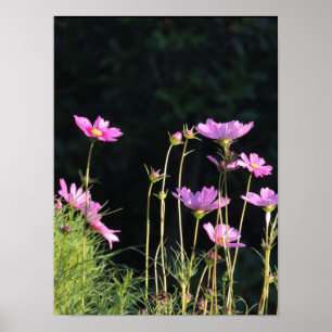 Affiches Cosmos rose dans le soleil du matin