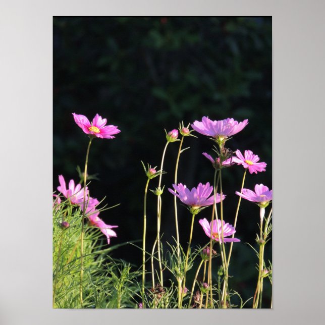 Affiches Cosmos rose dans le soleil du matin (Devant)