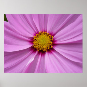 Affiches Cosmos rose Fleur sauvage Floral