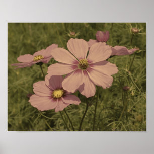Affiches Cosmos rose Fleurs vieilles Couleur partielle