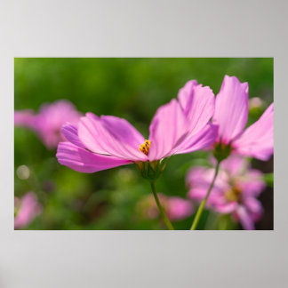 Affiches Cosmos roses