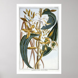 Affiches Cosses de vanille, plat 65, de 'collection
