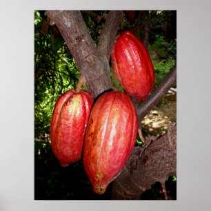 Affiches Cosses hawaïennes de cacao