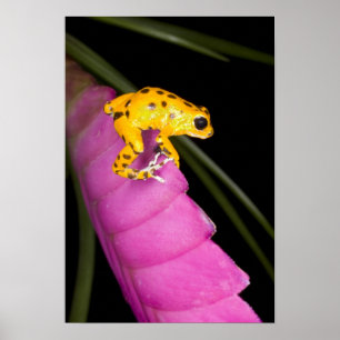 Affiches Costa Rica. Gros plan sur une grenouille dart