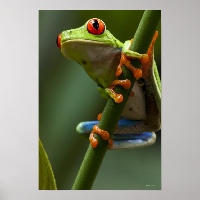 Affiches Costa Rica, Monteverde, Grenouille des arbres roug (Devant)