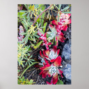 Affiches Côte Dudleya À Point Reyes National Seashore