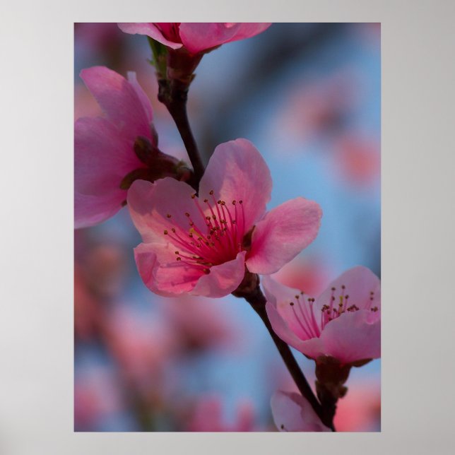 Affiches coton (Devant)