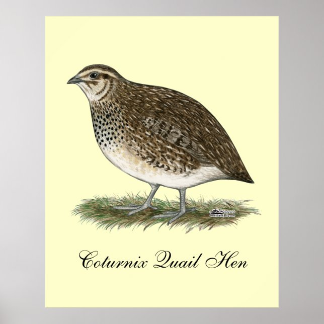 Affiches Coturnix Quail (Devant)