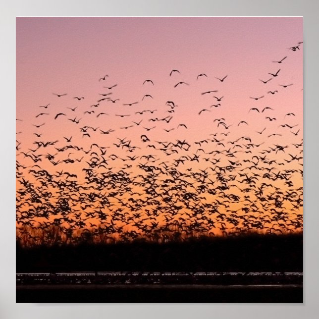 Affiches Coucher de soleil (Devant)