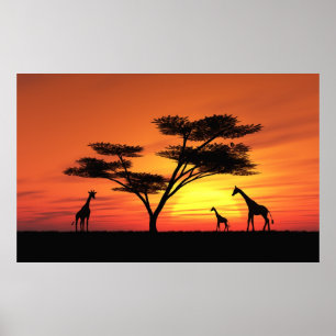 Affiches Coucher de soleil africain