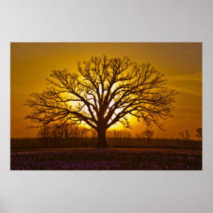 Affiches Coucher de soleil Champion Bur Oak