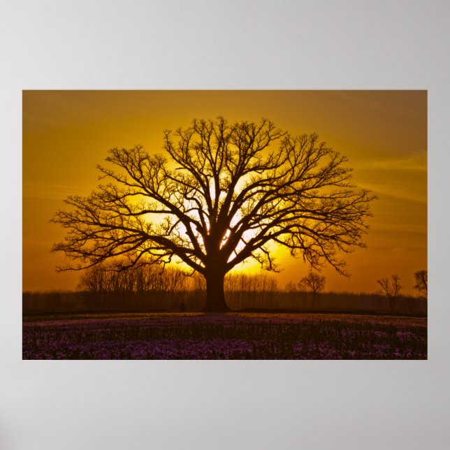 Affiches Coucher de soleil Champion Bur Oak (Devant)