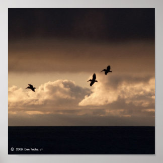 Affiches Coucher de soleil de Pélican