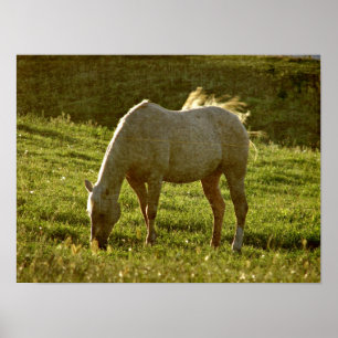 Affiches Coucher de soleil Palomino
