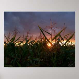 Affiches Coucher de soleil sur le maïs - Imprimer