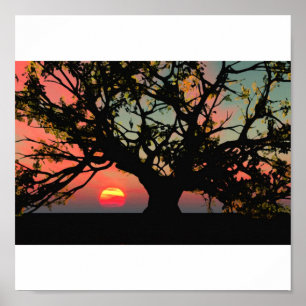 Affiches Coucher du soleil de chêne